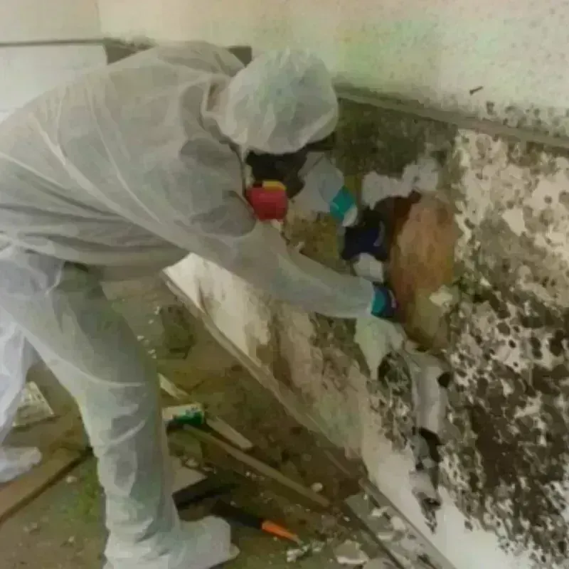 Mold Remediation and Removal in Camp Pendleton North, CA